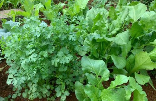 Bao Loc Apartment | Pin's House