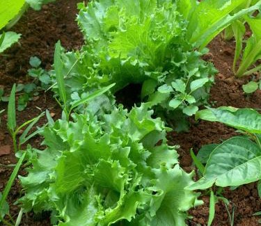 Bao Loc Apartment | Pin's House