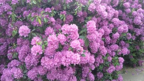 Sobieszow House | Pokoje gościnne Sobieszow