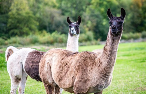 Ewyas Harold Apartment | Pomona Cottage at Old King Street Llama Farm