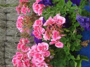 Port Campbell Hotel | Port Campbell Motor Inn