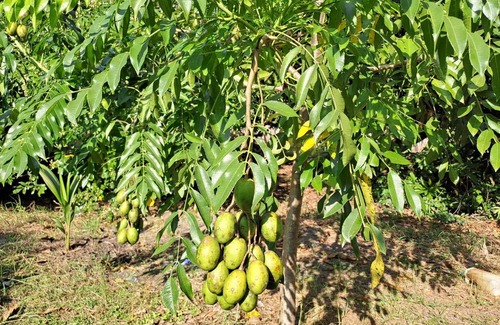 Lop Buri House | PPS.Guest House