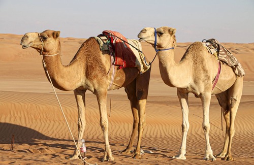 Bidiya RV Rental | Private Desert Bedouin Tent