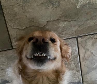 Crynant House | Pylewell Farm Rhossili, comfortable pet friendly couples getaway