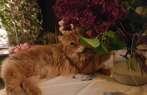 Sonchamp Bed & Breakfast | Quiet room 78120 Sonchamp on your own for business or pleasure