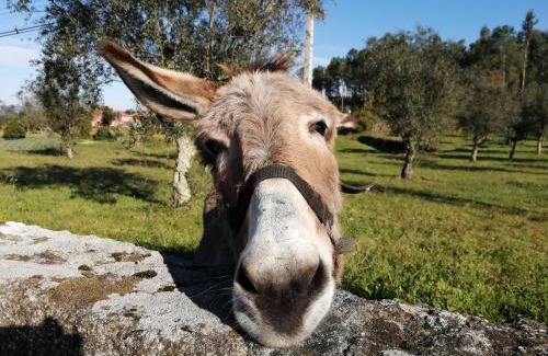 Amarante House | Quinta do Santinho