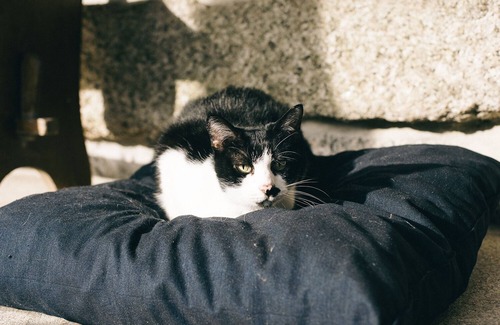 Fareja House | Quinta dos Génios - Guimarães