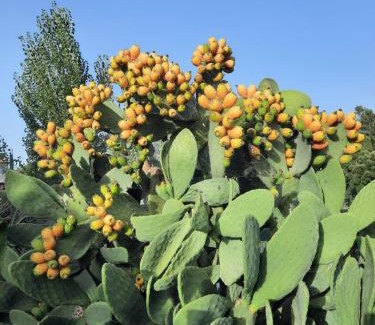 Serta Bed & Breakfast | Quinta Quatro Ventos