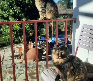 Serta Bed & Breakfast | Quinta Quatro Ventos