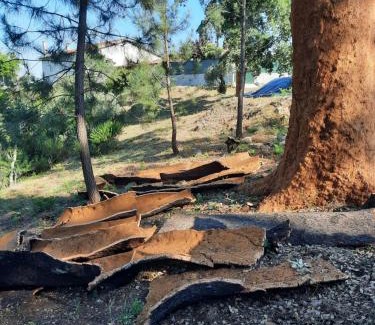 Serta Bed & Breakfast | Quinta Quatro Ventos