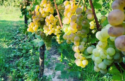 Auggen Apartment | Rüdlins-Winzerhof