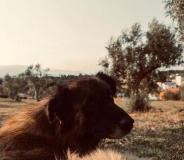 Seia House | Raízes da Vinha - Hotel Rural Serra da Estrela, Seia