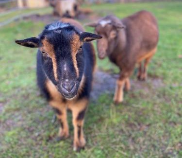 Gig Harbor House | Relaxing Farm Retreat- Fresh Eggs with Every Stay!