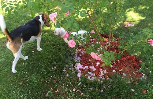 Muritz House | Rental Bear Cave - with its own garden - dogs welcome