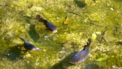 Bom Jesus dos Perdoes Villa | Reserva Atibaia/Casa de Montanha