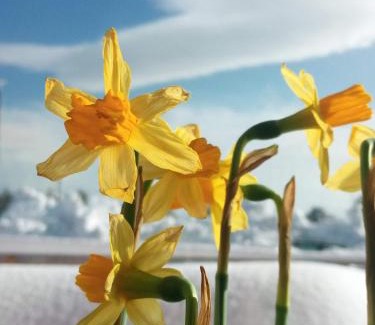 Linguaglossa Ski Chalet | Rifugio Il Ginepro dell'Etna