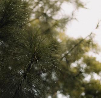 Sidomulyo Resort | RINDANG Glamping