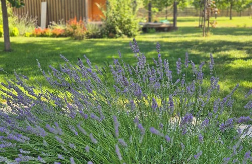 Kovilj Cabin | Ritopia Glamping