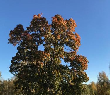 Strombacka Other | Romantic night in a dome tent lake view