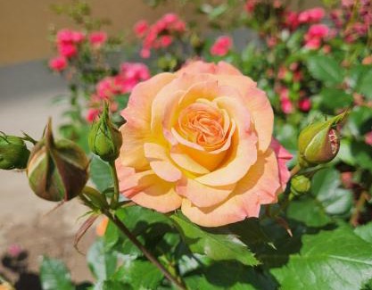 Jennersdorf Hotel | Romantikschlössl Loipersdorf Adults Only