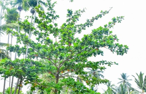 Dodanduwa Villa | Ruk Villa NO 1, Hikkaduwa, srilanka