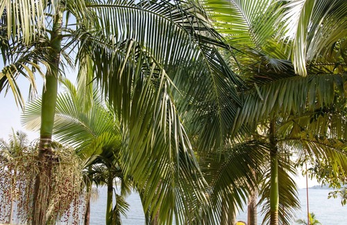 Buhongo House | Rushel Kivu Resort kayove