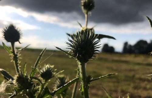 Netterden Other | Safaritent bij Pipowagen en kampeerhoeve s Gravenhof