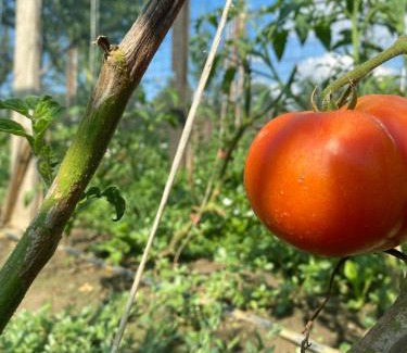 Novi Sad House | Salaš na dan, Futog