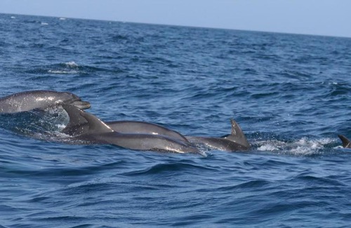 Al Hadd Bed & Breakfast | Salem Fish Guest House