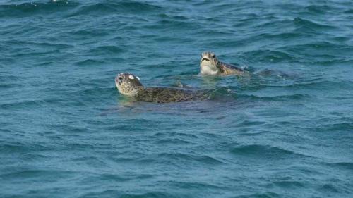 Al Hadd Bed & Breakfast | Salem Fish Guest House