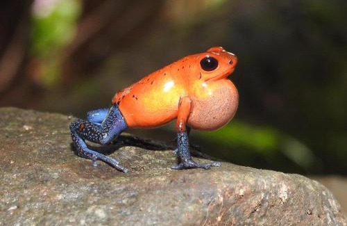 Valle Azul House | Santuario de Ranas - Explora nuestro paraíso natural