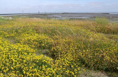Bensersiel Cottage | Sea urchin (double room) - Gästehaus Fischerhus