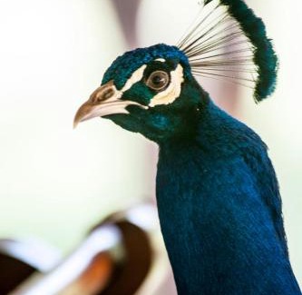 Bariadi Resort | Serenity on the Lake