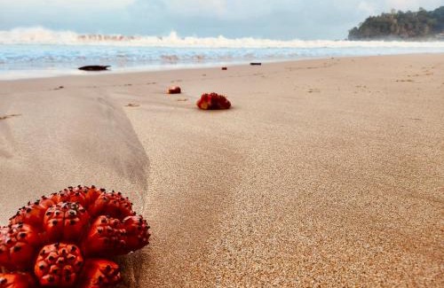 Talalla House | Seven Shape Resort - Talalla