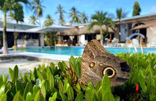 El Jobo Hotel | Show Pony Ranchero Resort - Boutique Beach Hotel