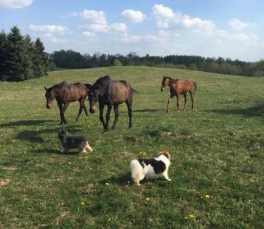 Biskupiec House | Siedlisko Błominko