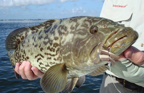 Signal Cove Cottage | SIGNAL COVE COTTAGE Pristine 2 Master Bedrooms Minutes to the Gulf