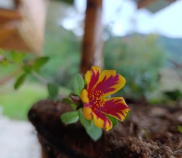 Cordoba Cabin | Soñarte Vital