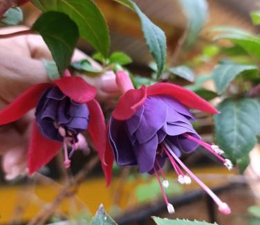 Cordoba Cabin | Soñarte Vital