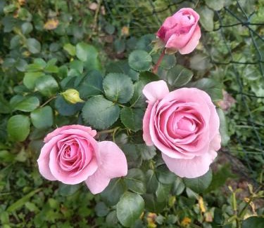 Donja Stubica House | Sobe za odmor Sandra