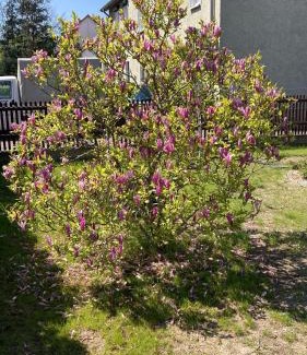 Blankenburg Apartment | Stadtvilla Haug die exklusiven Ferienwohnungen im Harz