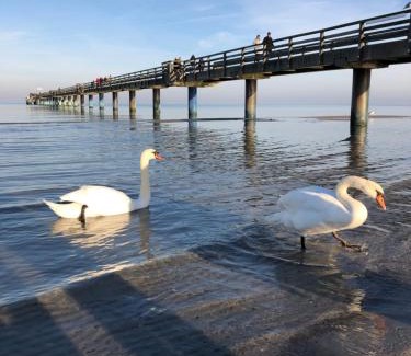Tarnewitz Apartment | Strandvilla Waldhaus