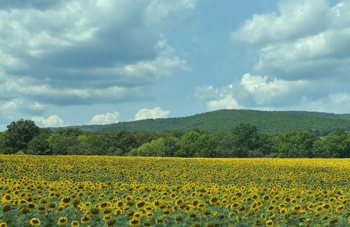 Byala Apartment | Stunning seaview - 50m to the beach