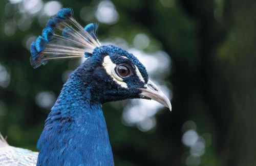 Pen-y-cae Apartment | Suite 15 - Sleeping Giant Hotel - Pen Y Cae Inn