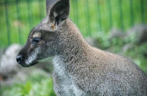 Pen-y-cae Apartment | Suite 6 - Sleeping Giant Hotel - Pen Y Cae Inn