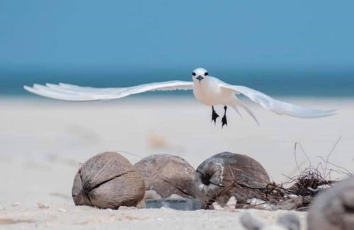 Male House | Summer sky thoddoo