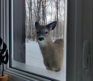 Sutton Ski Chalet | Sutton Wellness cabin #267 Rez-de-chaussée