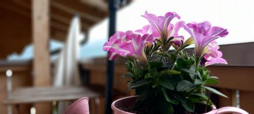 Einigen Apartment | Swiss Apartment Thunersee