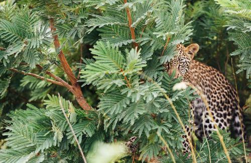 Kruger National Park Cabin | Tanda Tula Safari Camp