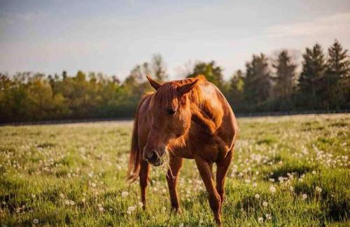 Hamilton House | The Green Acres Cabin